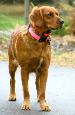 Pheasant Hunting